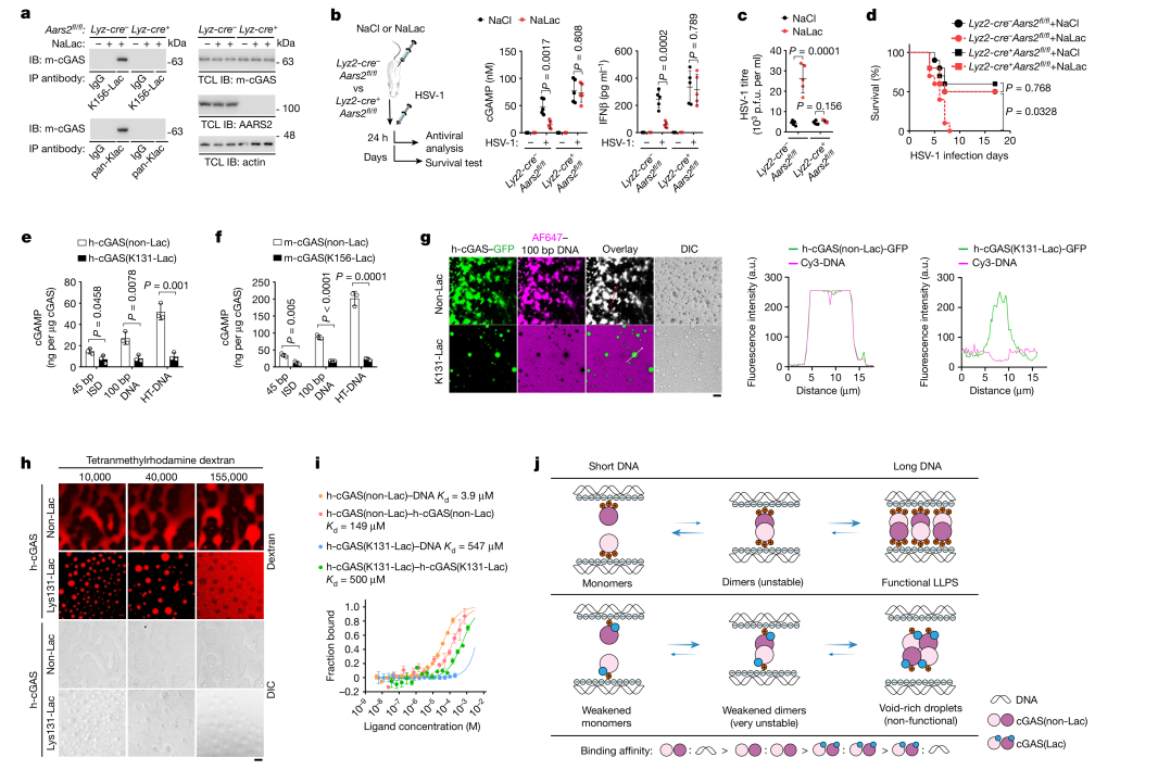 Nature | 张龙团队揭秘乳酸化修饰调控先天性免疫新机制