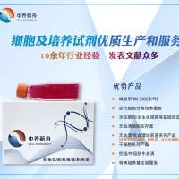 小鼠肝枯否细胞