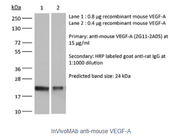 InVivoMAb抗小鼠VEGF-A，限时抢购啦