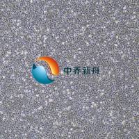 小鼠前列腺上皮细胞