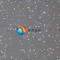 大鼠骨髓间充质干细胞