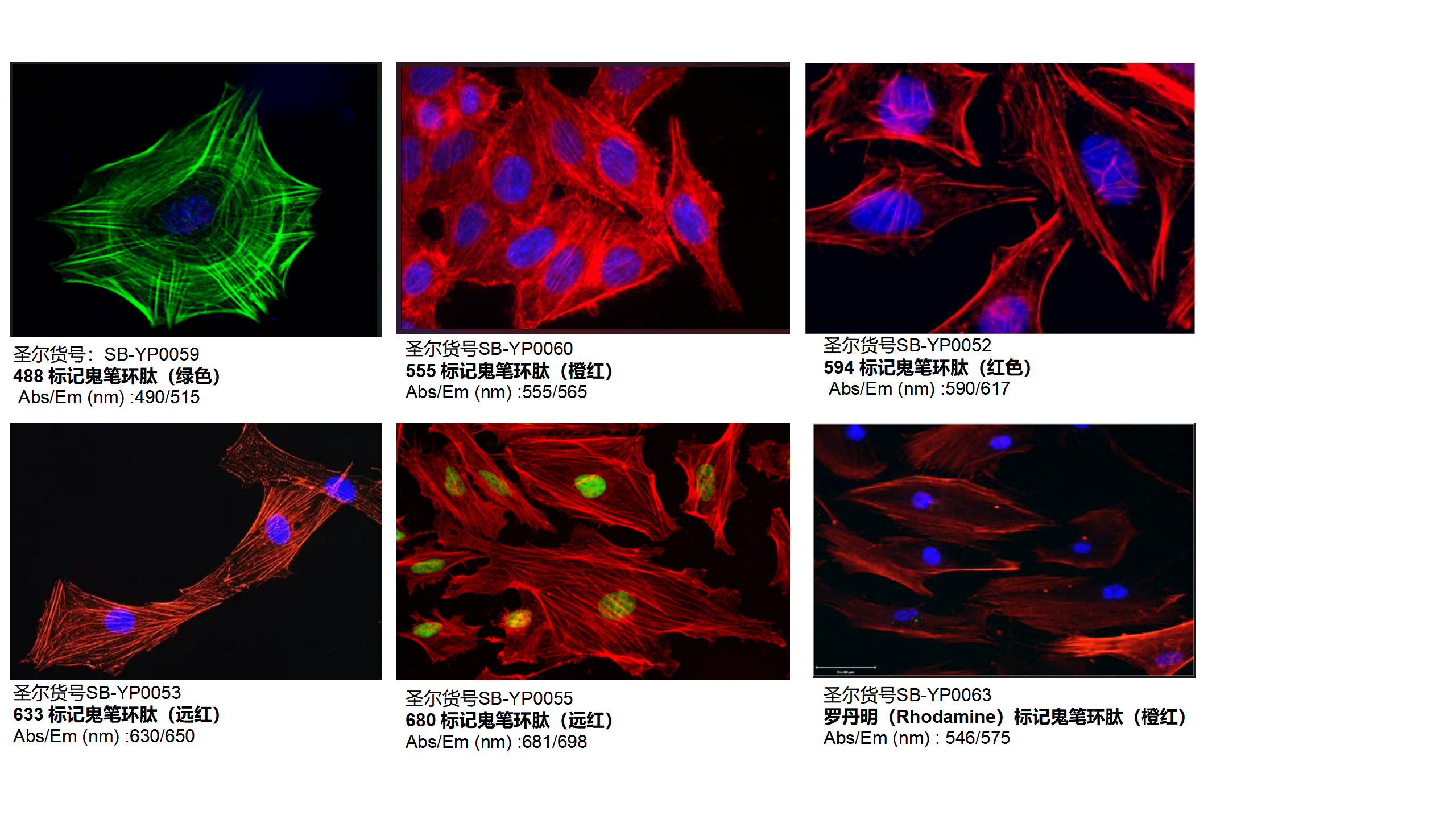 圣尔488-Phalloidin 488标记鬼笔环肽使用说明