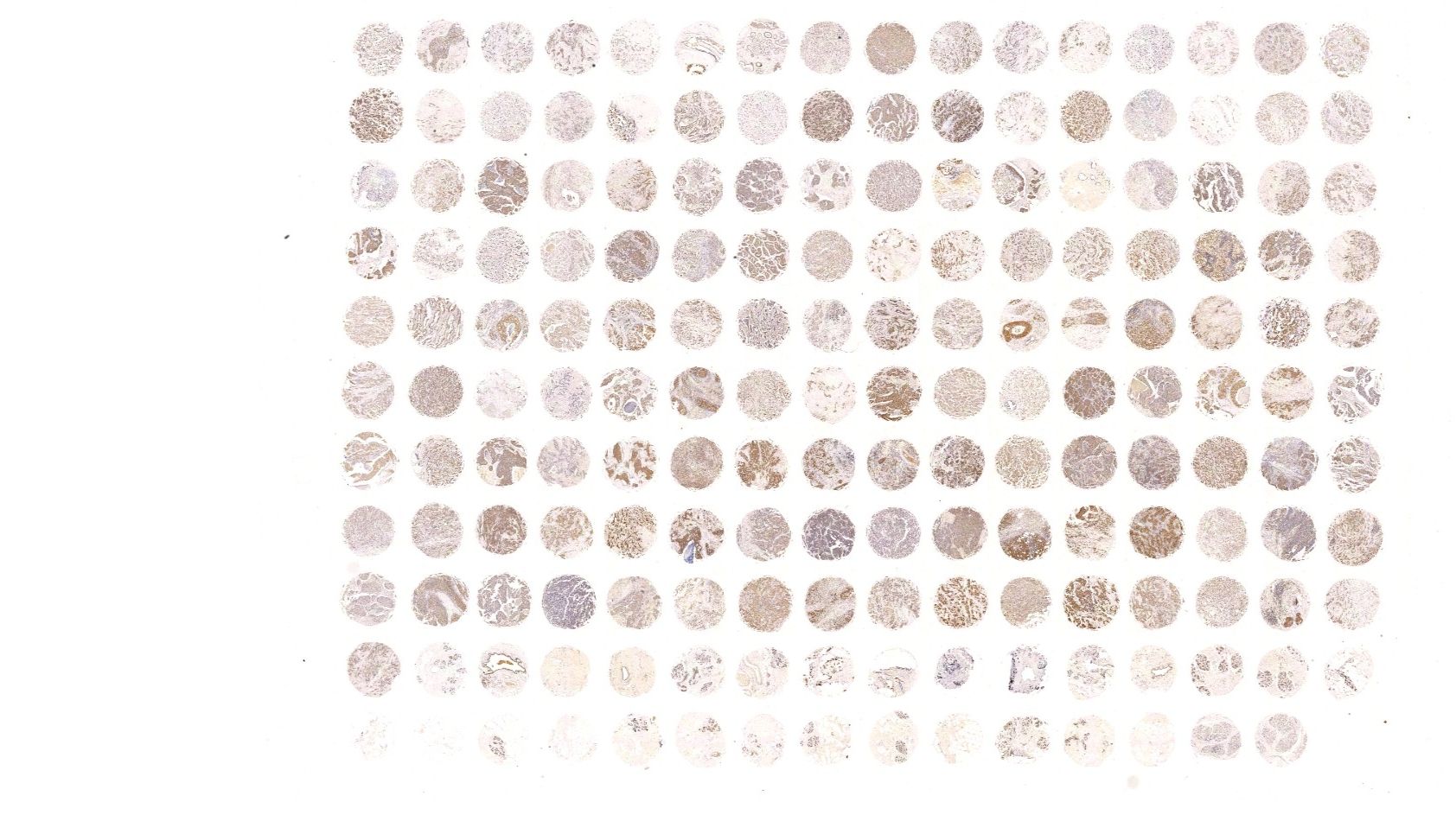 判断合格组织芯片检测片的标准