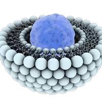 肝癌特异靶向肽(SP94)长循环载药脂质体定制 靶向载药长循环脂质体定制