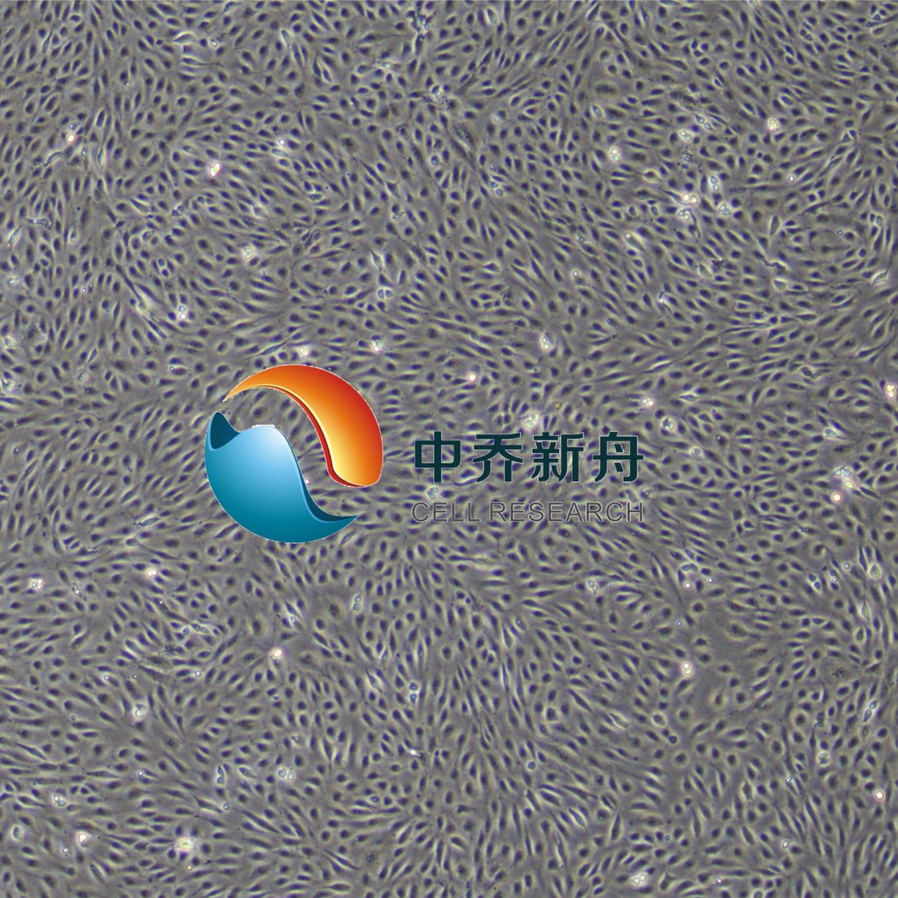 人表皮角质形成细胞