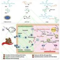 通过二硫键将甘露醇（Man）修饰的支链聚乙烯亚胺（PEI）包封miR-34a