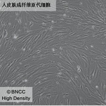 人皮肤成纤维原代细胞