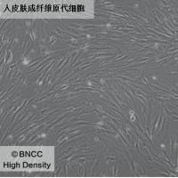 人皮肤成纤维原代细胞
