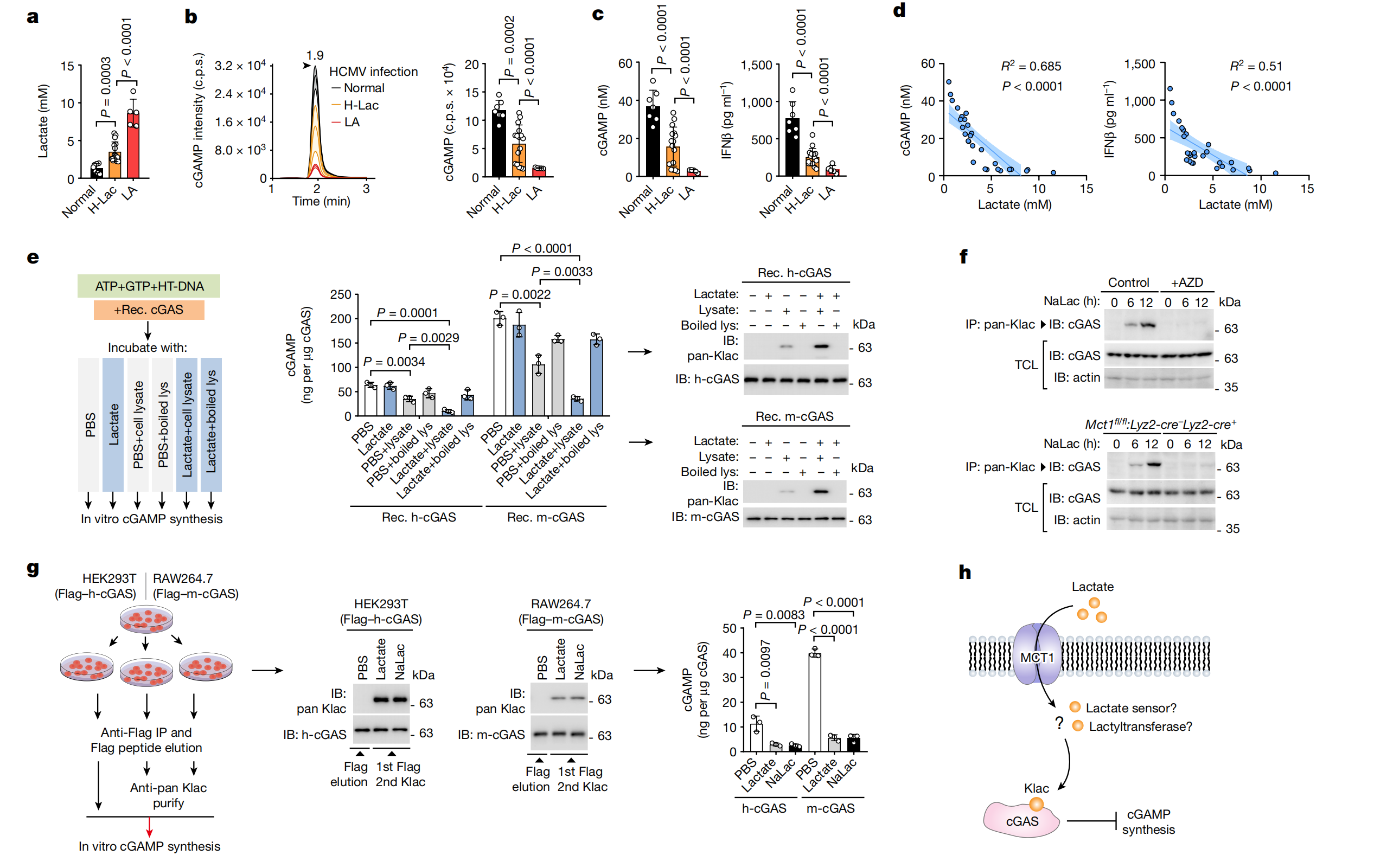 Nature | 张龙团队揭秘乳酸化修饰调控先天性免疫新机制