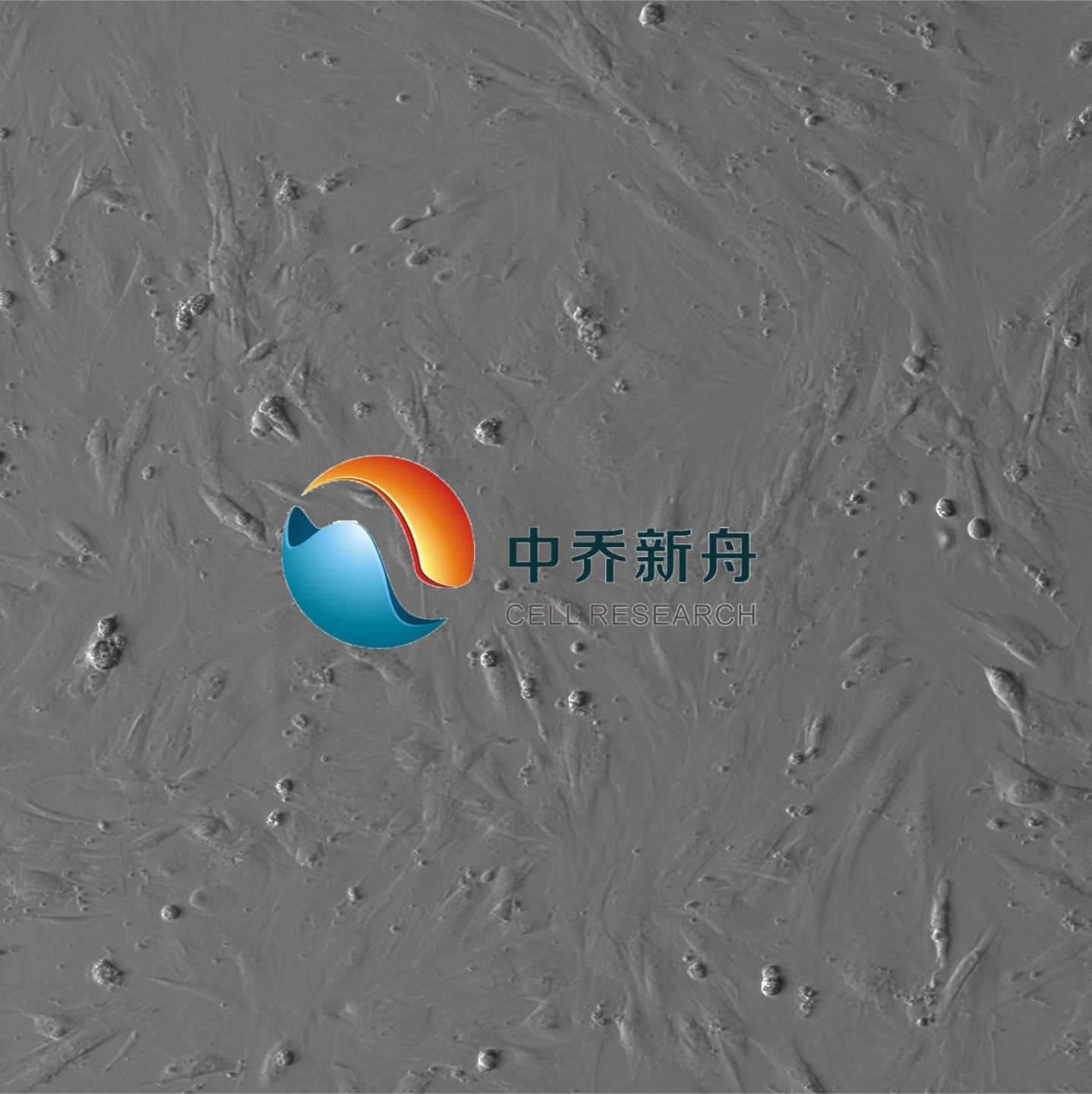 小鼠脐带间充质干细胞