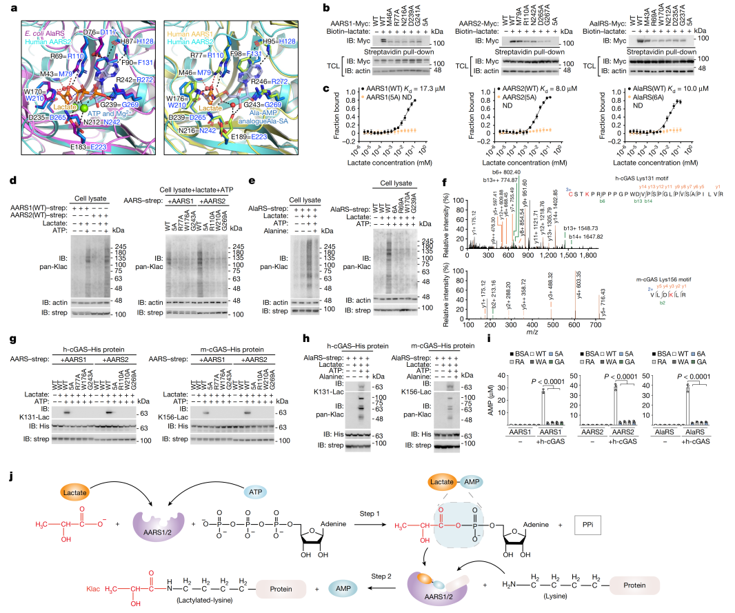 Nature | 张龙团队揭秘乳酸化修饰调控先天性免疫新机制