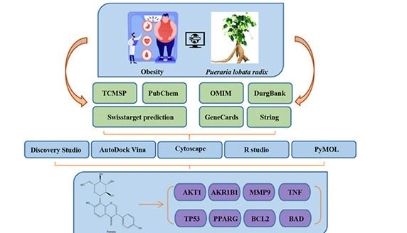 网络药理学+分子对接，探索葛根在肥胖调节中的作用！！