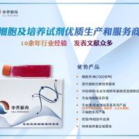 人毛囊内根鞘细胞