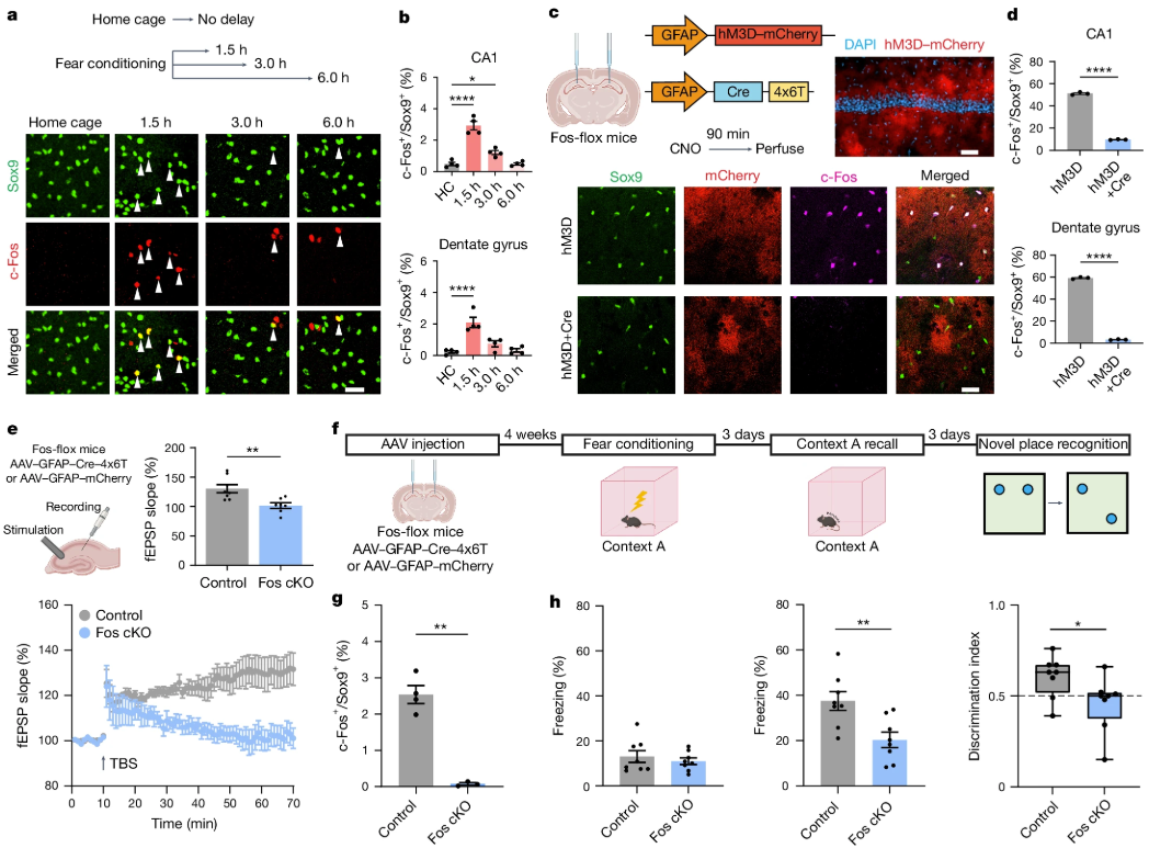 Nature | 与学习相关的星形胶质细胞集群调节记忆回忆