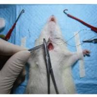 SD大鼠MCAO模型构建