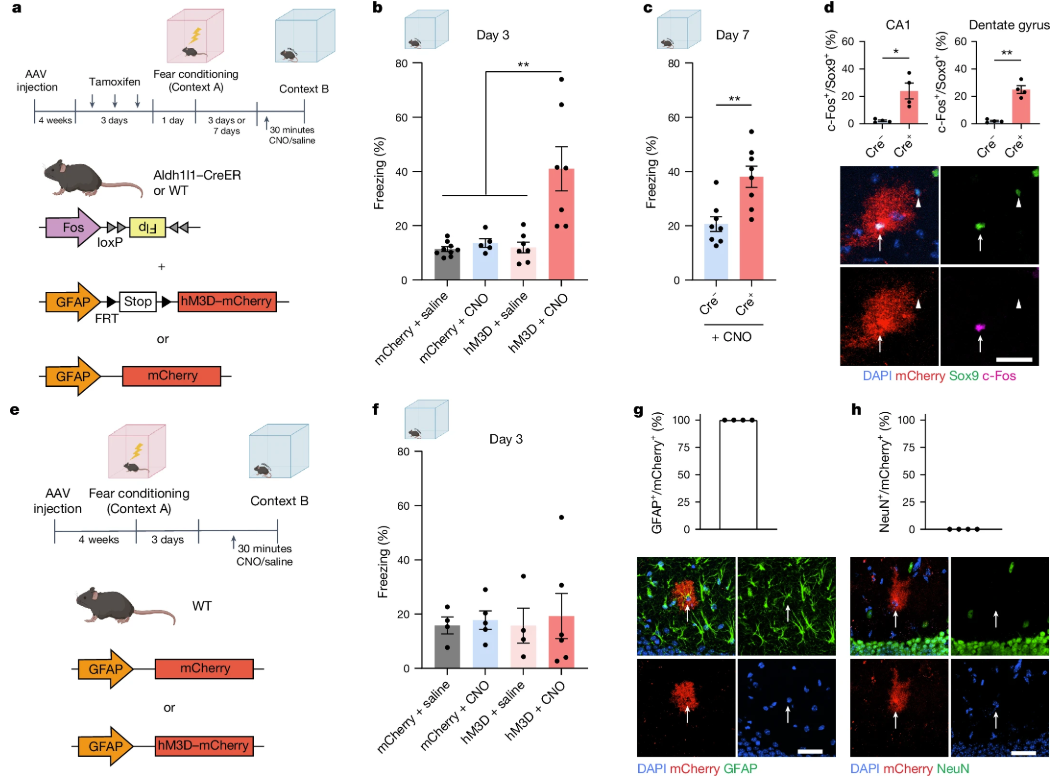 Nature | 与学习相关的星形胶质细胞集群调节记忆回忆