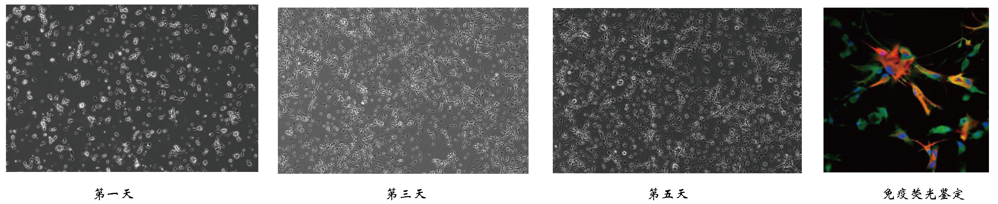 大鼠神经元细胞的原代分离培养