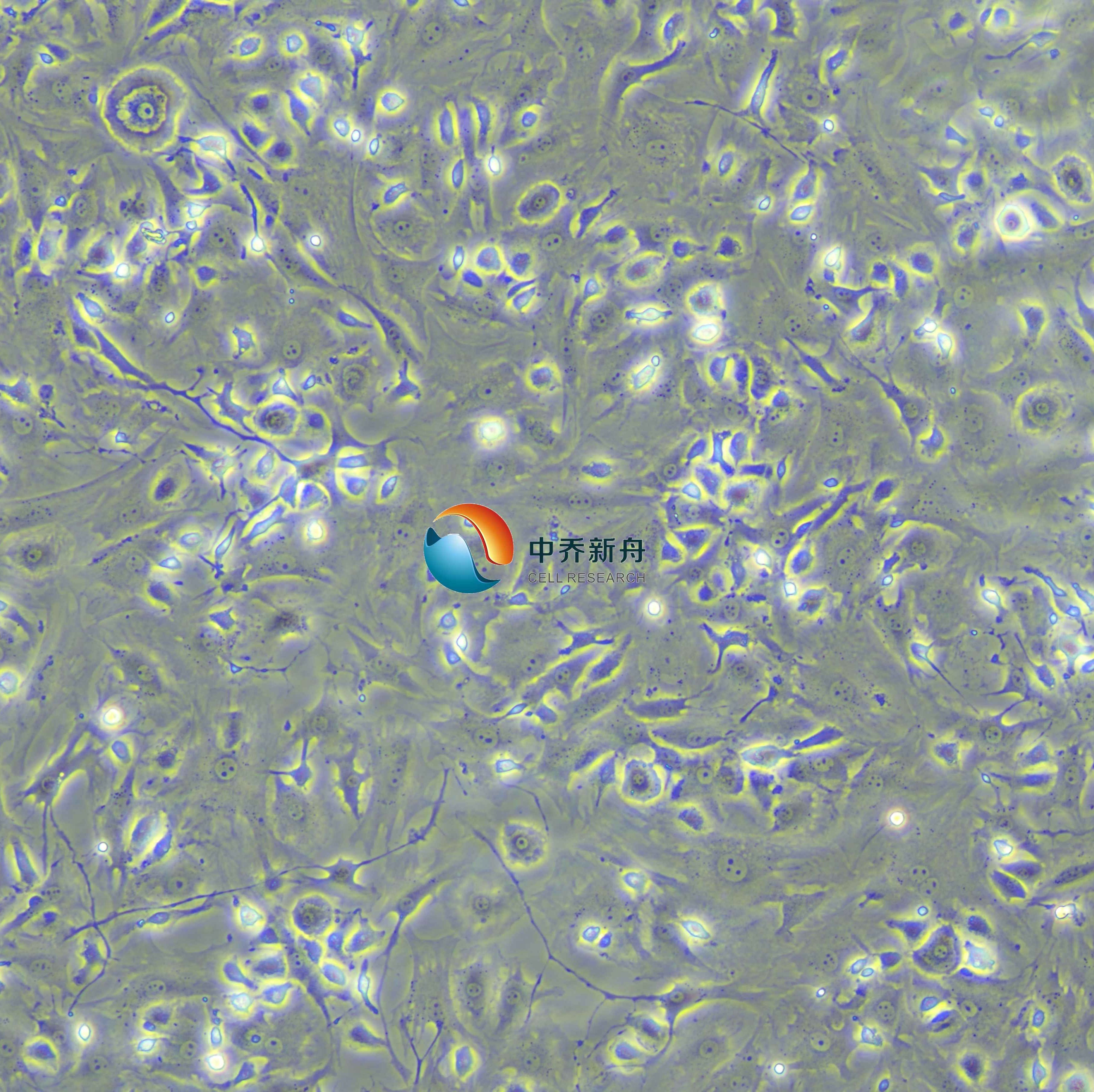 小鼠关节软骨细胞