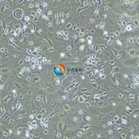 小鼠关节软骨细胞