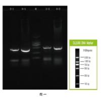 基因敲除小鼠的繁育鉴定