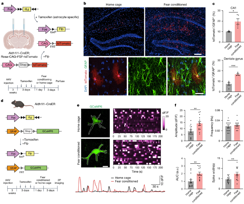 Nature | 与学习相关的星形胶质细胞集群调节记忆回忆