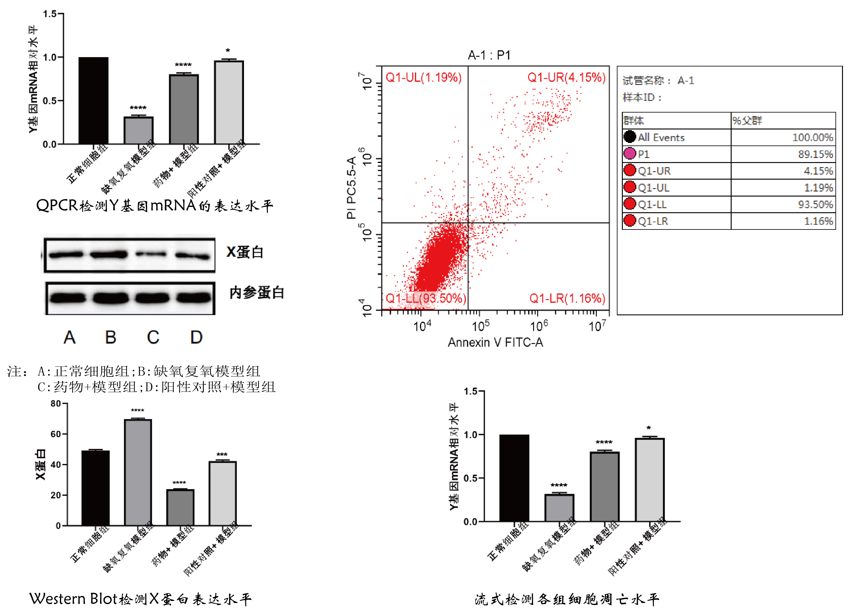 心肌细胞缺氧模型构建