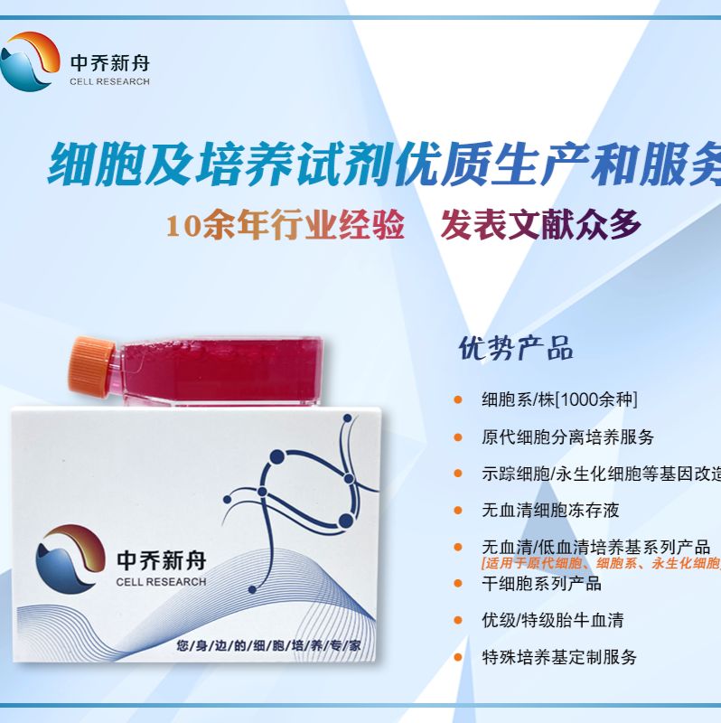 小鼠肝星形细胞 