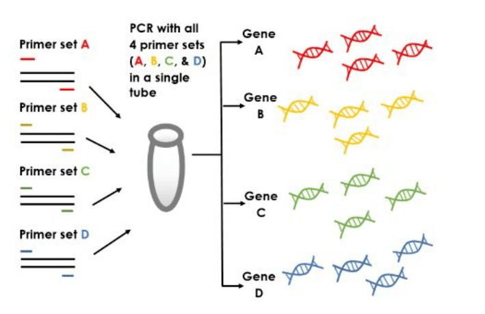 解决方案 | 多重PCR建库技术多领域“竞”显身手！