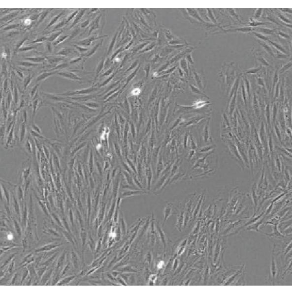 心肌细胞缺氧模型构建