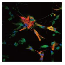 大鼠神经元细胞的原代分离培养