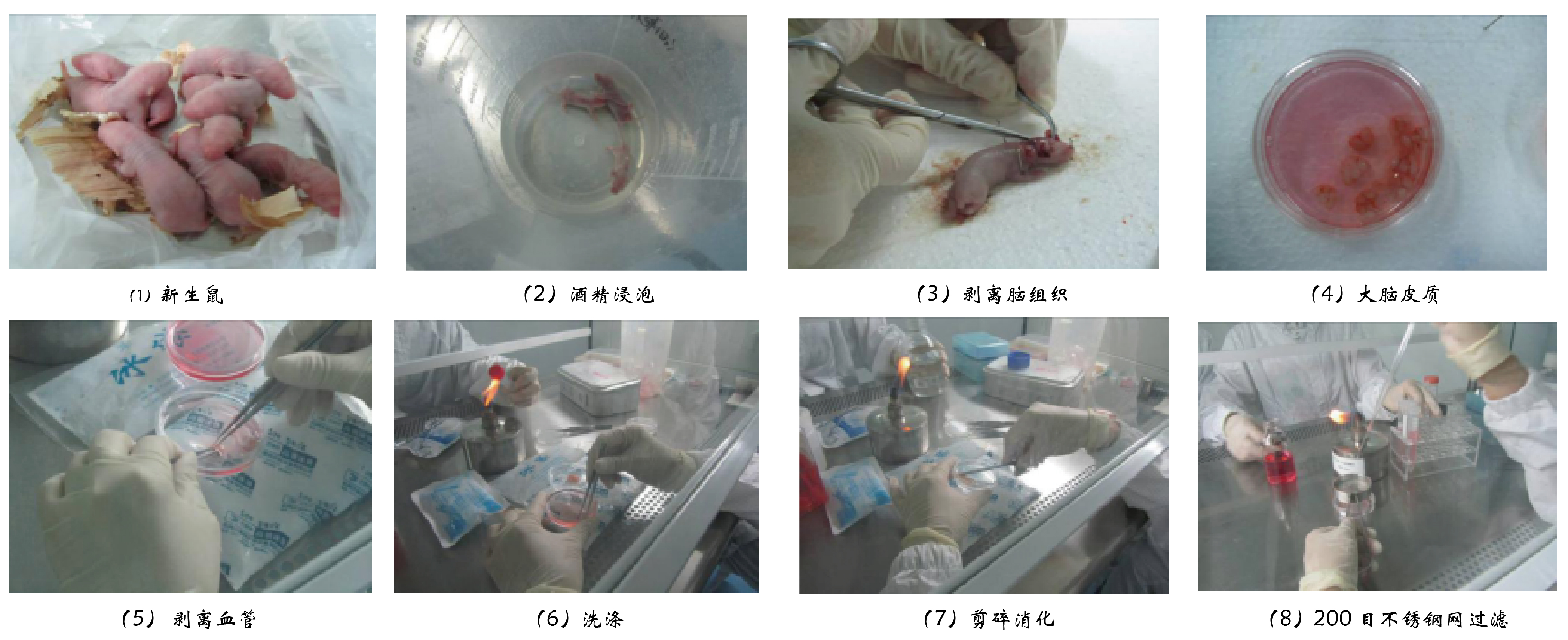 大鼠神经元细胞的原代分离培养