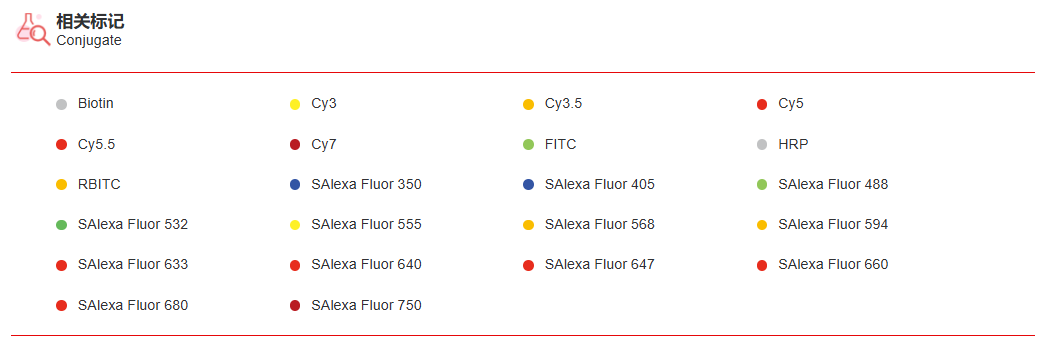 K115445P Anti-SNAI1 Polyclonal