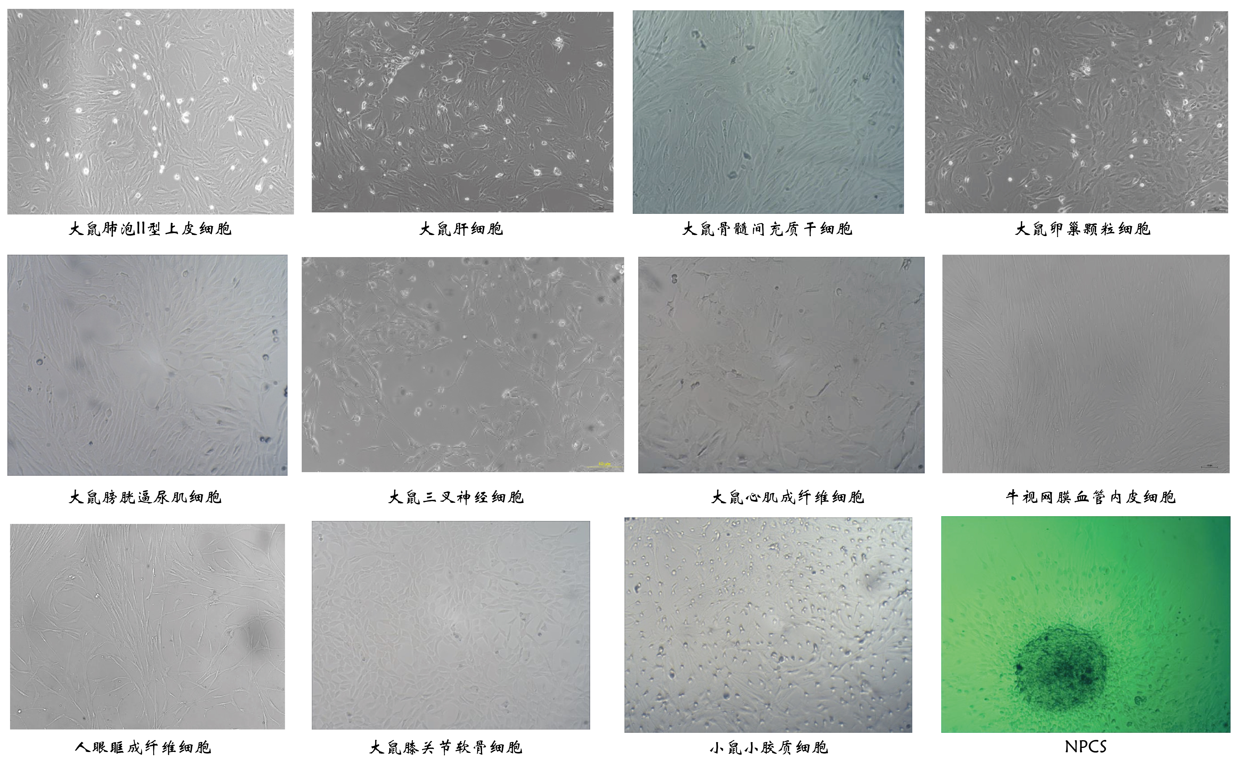 大鼠神经元细胞的原代分离培养