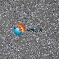 小鼠胎盘绒毛膜滋养层细胞