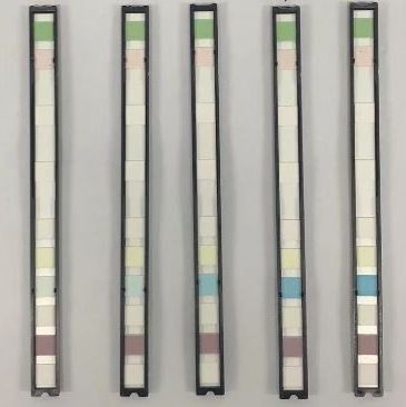 β-葡萄糖醛酸酶