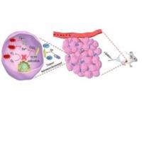 双氢DHA的碳酸钙（CaCO3）纳米粒被NMOF包覆