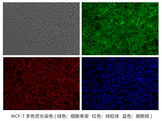 Countstar Spica实时智能活细胞成像分析系统