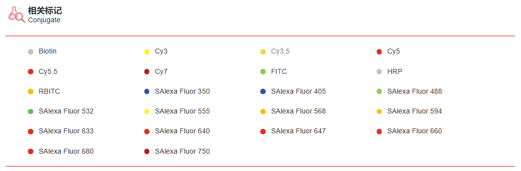 K115463P Anti-CTNNA1 Polyclona