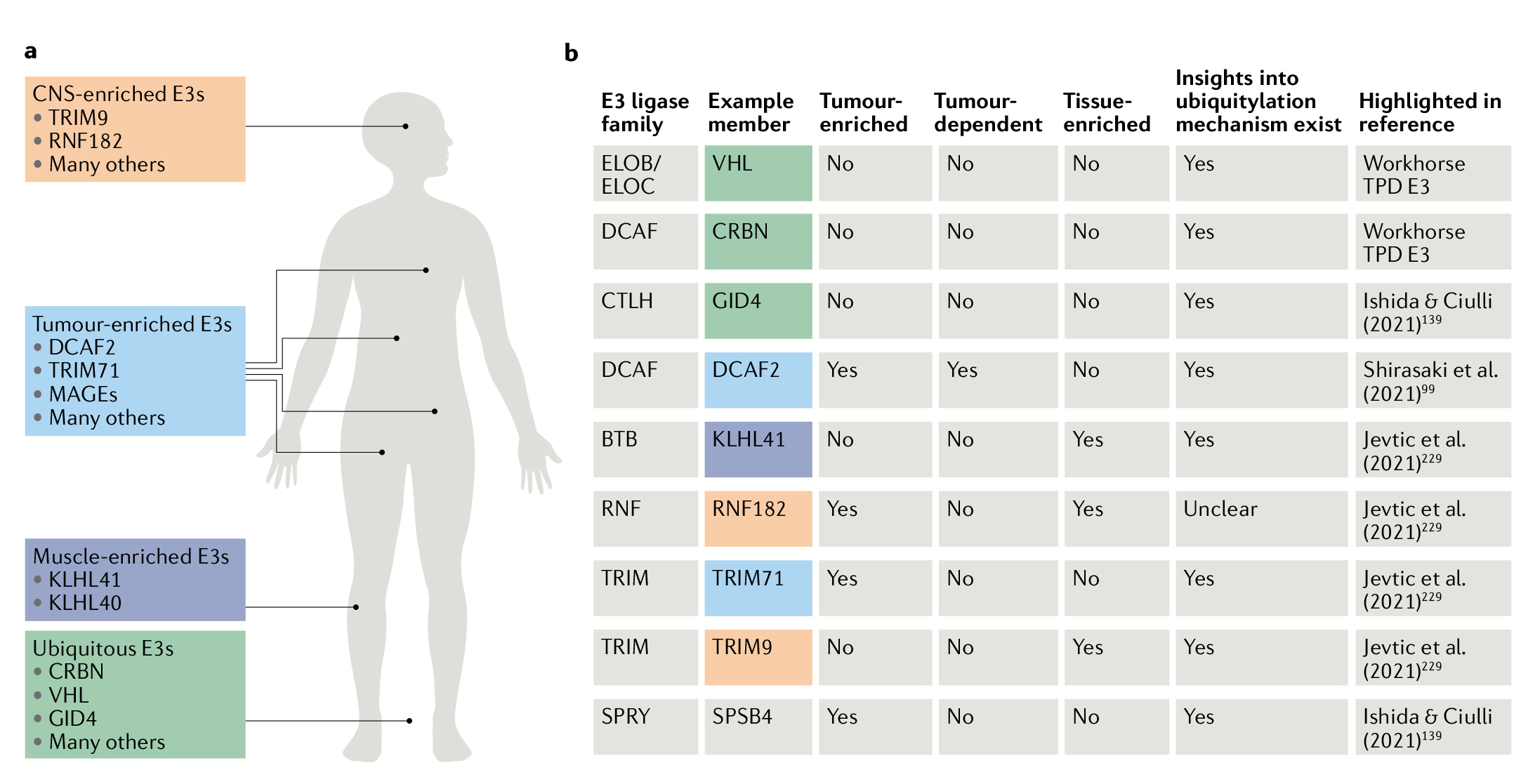 泛素酶：泛素化研究的基石，PROTAC开发的核心
