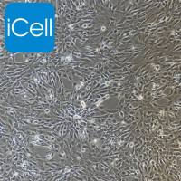 大鼠海绵体内皮细胞永生化/免疫荧光鉴定/镜像绮点（Cellverse）