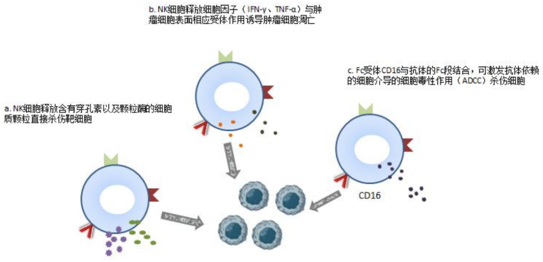 小鼠CD56+NK细胞 CD56+NK Cells
