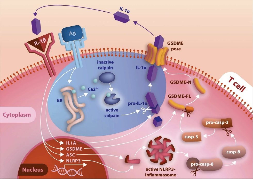 IF＞20！全光谱流式分选仪携手成像流式细胞仪，演绎T细胞抗真菌全新机制