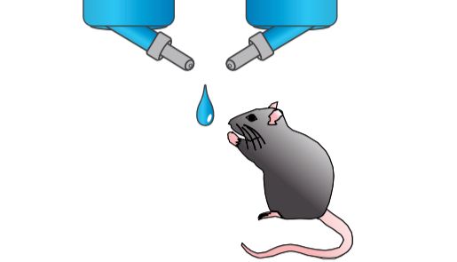 动物行为学 | 糖水偏好实验（Sucrose Preference Test，SPT）