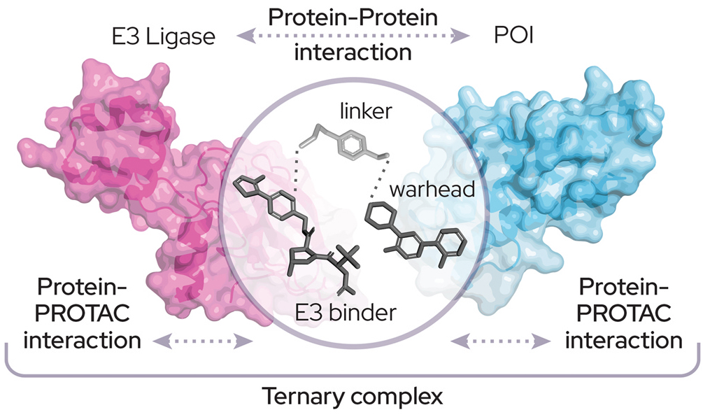 泛素酶：泛素化研究的基石，PROTAC开发的核心