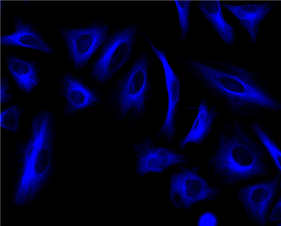 ReadiLink xtra快速iFluor 350抗体促销特辑