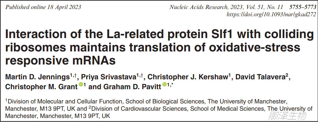 Nucleic Acids Res. | 翻译组学技术助力揭示Polysome结合蛋白在应激反应中的作用机制