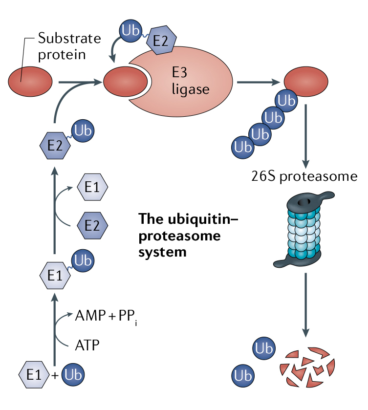泛素酶：泛素化研究的基石，PROTAC开发的核心