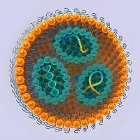 半乳糖（GAL）修饰负载多柔比星（DOX）的固体脂质纳米颗粒