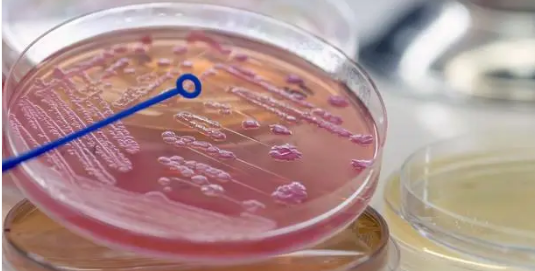 原代细胞分离培养方法及应用介绍