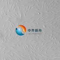 人胃成纤维细胞